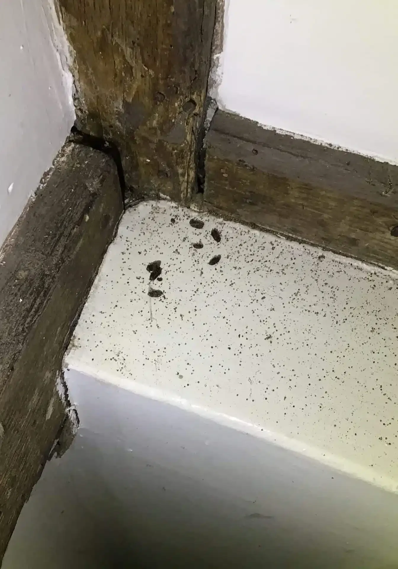 Woodworm Treatment