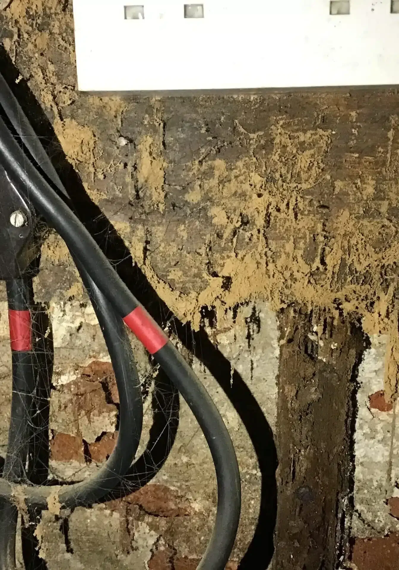 Woodworm Treatment